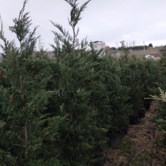 5 Yaş Leylandi Fidanı