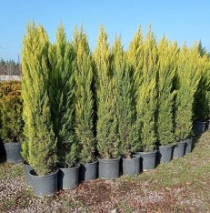 5 Yaş Limoni Selvi Fidanı