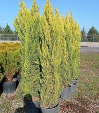 5 Yaş Limoni Selvi Fidanı