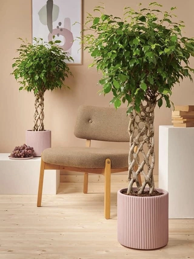 5 Yaş Örgülü Ficus Benjamin Çiçeği