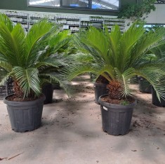 5 Yaş Sikas-japon Sago Palmiyesi