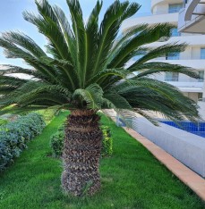 5 Yaş Sikas-japon Sago Palmiyesi