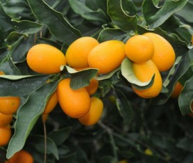5 Yaş Üzeri Meyveli Kumkuat Fidanı