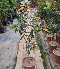 5 Yaş Üzeri Meyveli Kumkuat Fidanı