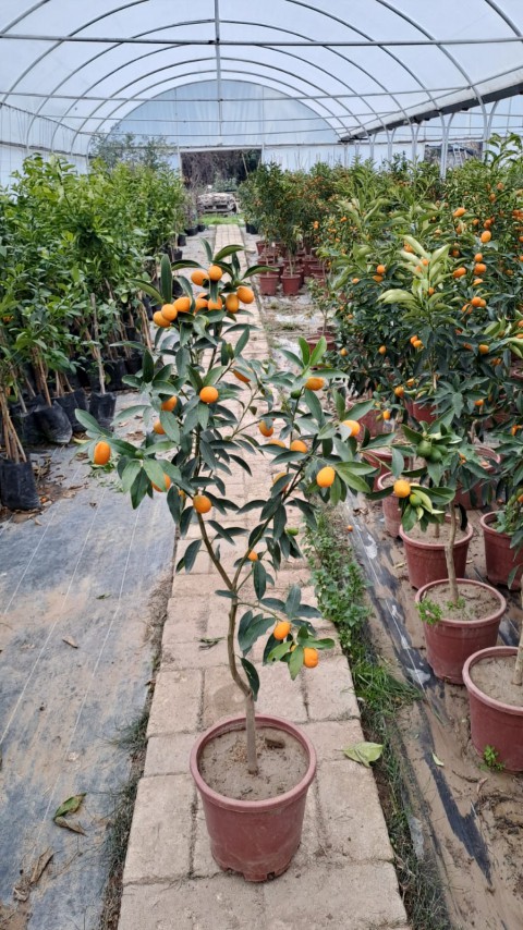 5 Yaş Üzeri Meyveli Kumkuat Fidanı