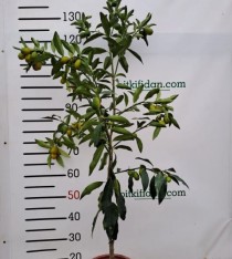 5 Yaş Üzeri Meyveli Kumkuat Fidanı