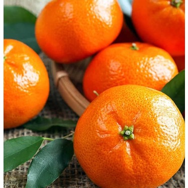 5 Yaş W.Murcoot Mandalina