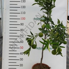 5 Yaş W.murcoot Mandalina