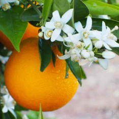 5 Yaş Washington Portakal Fidanı