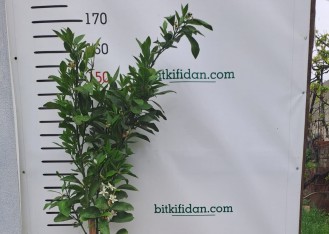 5 Yaş Washington Portakal Fidanı