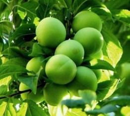 5 Yaş Yarı Bodur Papaz Erik Fidanı