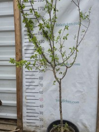 5 Yaş Yarı Bodur Papaz Erik Fidanı