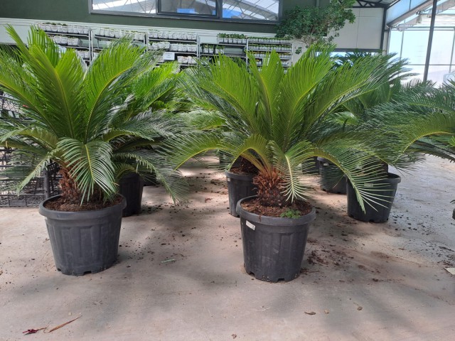 5 Yaş Sikas-japon Sago Palmiyesi