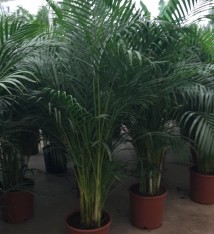 6 YAŞ ARECA PALMİYESİ-DYPSİS LUTESCENS  (180-200 cm)