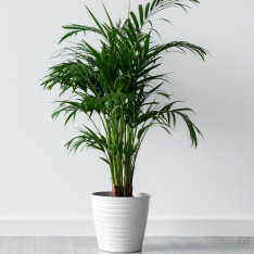 6 YAŞ ARECA PALMİYESİ-DYPSİS LUTESCENS  (180-200 cm)