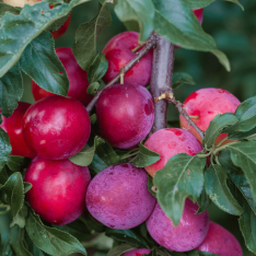6 Yaş Kırmızı Süs Eriği Fidanı