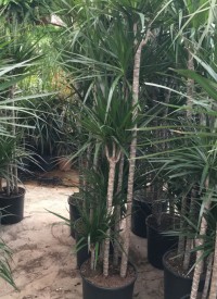 6 Yaş Marginata Çiçeği 4-5 Gövdeli (180 Cm)