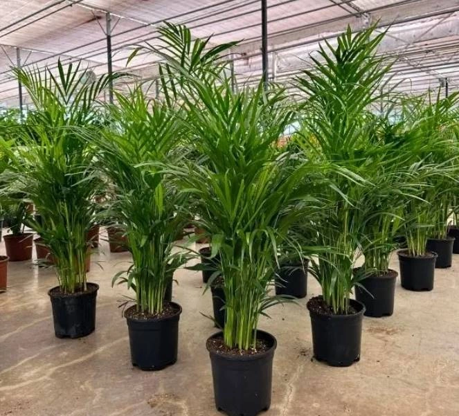 6 Yaş Areca Palmiyesi-Dypsis Lutescens  200 cm +