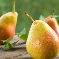 6 Yaş Deveci Armut Fidanı