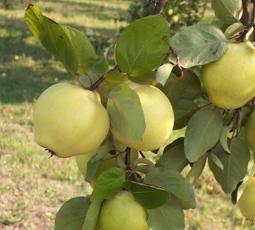 6 Yaş Ekmek Ayva Fidanı