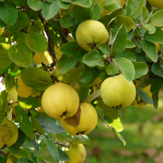 6 Yaş Ekmek Ayva Fidanı