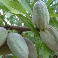 6 Yaş Ferraduel Badem Fidanı