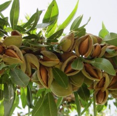 6 Yaş Ferragnes Badem Fidanı