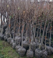 6 Yaş Ferragnes Badem Fidanı