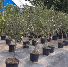 6 Yaş Golden Elma Fidanı