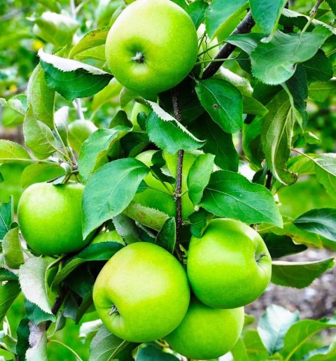 6 Yaş Granny Smith Elma Fidanı