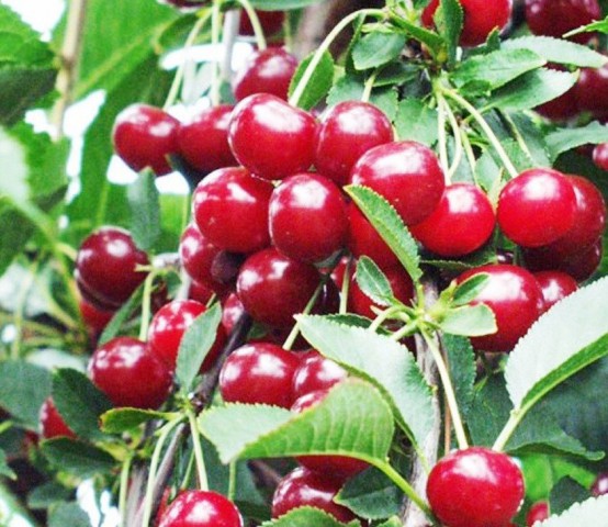 6 Yaş Kütahya Vişnesi Fidanı