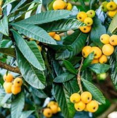 6 Yaş Malta Eriği (Yeni Dünya) Fidanı