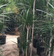 6 Yaş Marginata Çiçeği 4-5  Gövdeli (180 Cm)