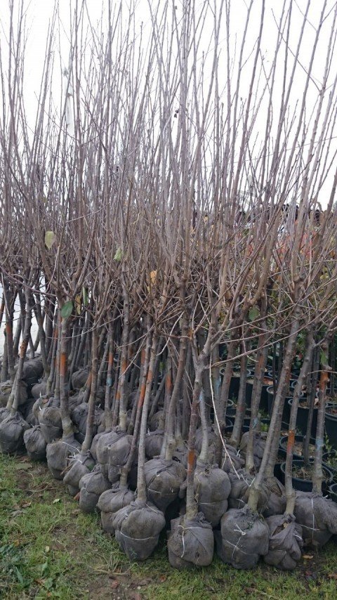 6 Yaş Papaz Erik Fidanı