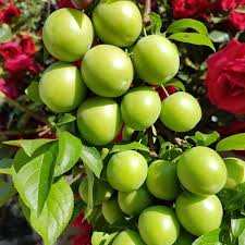 6 Yaş Papaz Erik Fidanı