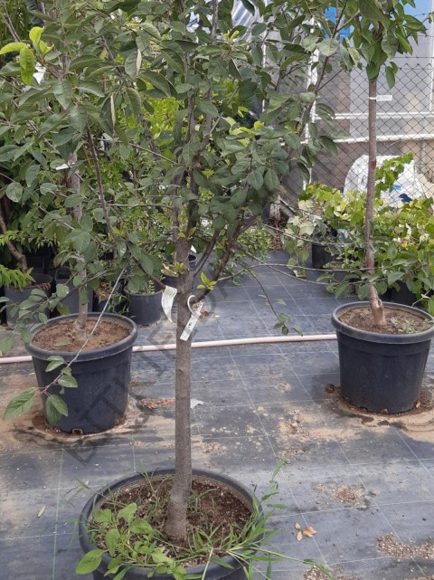 6 Yaş Papaz Erik Fidanı