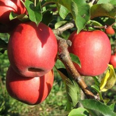 6 Yaş Pink Lady Elma Fidanı