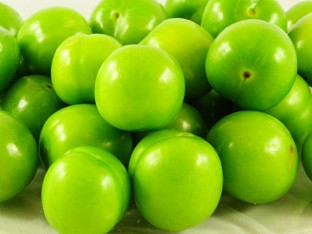 6 Yaş Tam Bodur Tijli Can Erik Fidanı