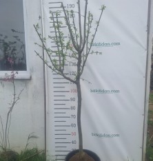 6 Yaş Tam Bodur Tijli Can Erik Fidanı 6 Yaş Tam Bodur Tijli Can Erik Fidanı