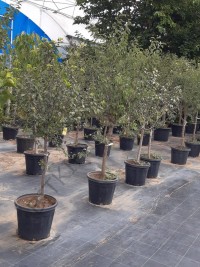 6 Yaş Venüs Nektarin Fidanı