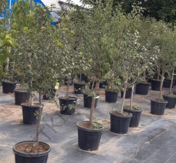 6 Yaş Venüs Nektarin Fidanı