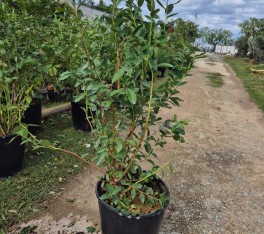 6 Yaş Yetişkin Patriot Yaban Mersini Fidanı