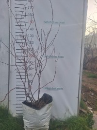 6 Yaş Yetişkin Patriot Yaban Mersini Fidanı