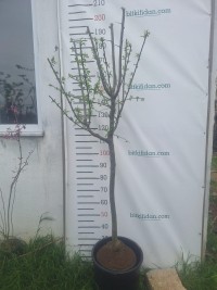 6 yaş Tam Bodur  Tijli Papaz Erik
