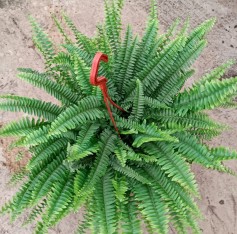 Aşk Merdiveni Çiçeği