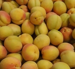 Açık Kök Aşılı Şekerpare Kayısı Fidanı