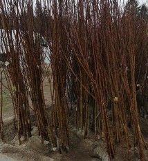 Açık Kök Chandler Ceviz Fidanı