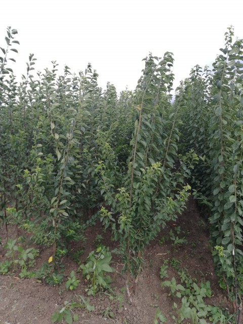 Açık Kök Santa Maria Armut Fidanı