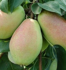 Açık Kök Santa Maria Armut Fidanı