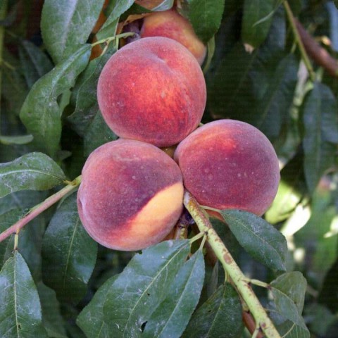 Açık Köklü Cresthaven Şeftali Fidanı